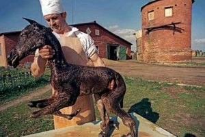 Chernobyl Animals: Mutations After the Disaster Safem Fabrication - Precision Engineering & Custom Manufacturing Solutions Chernobyl Animals: Mutations After the Disaster | Safem Fabrication - Precision Engineering & Custom Manufacturing Solutions