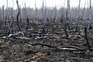 Chernobyl's Impact: Lasting Environmental Effects Disaster Information Hub – Latest Natural Disaster News & Emergency Resources Chernobyl's Impact: Lasting Environmental Effects | Disaster Information Hub – Latest Natural Disaster News & Emergency Resources