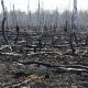 Chernobyl's Impact: Lasting Environmental Effects | Disaster Information Hub – Latest Natural Disaster News & Emergency Resources
