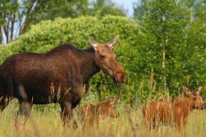 Wildlife After Chernobyl: A Nuclear Disaster's Impact Disaster Information Hub – Latest Natural Disaster News & Emergency Resources Wildlife After Chernobyl: A Nuclear Disaster's Impact | Disaster Information Hub – Latest Natural Disaster News & Emergency Resources