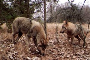 Wildlife After Chernobyl: Disaster's Impact on Animals Disaster Information Hub – Latest Natural Disaster News & Emergency Resources Wildlife After Chernobyl: Disaster's Impact on Animals | Disaster Information Hub – Latest Natural Disaster News & Emergency Resources