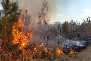 Combating Forest Fires: Natural Disaster Preparedness Disaster Information Hub – Latest Natural Disaster News & Emergency Resources Combating Forest Fires: Natural Disaster Preparedness | Disaster Information Hub – Latest Natural Disaster News & Emergency Resources