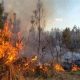Combating Forest Fires: Natural Disaster Preparedness | Disaster Information Hub – Latest Natural Disaster News & Emergency Resources