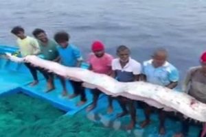 Surviving Disaster: Fish in Peril Disaster Information Hub – Latest Natural Disaster News & Emergency Resources Surviving Disaster: Fish in Peril | Disaster Information Hub – Latest Natural Disaster News & Emergency Resources