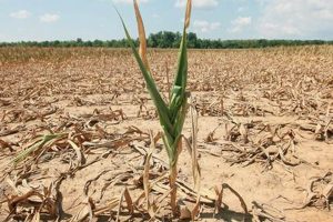 Surviving Drought & Famine: Natural Disaster Guide Disaster Information Hub – Latest Natural Disaster News & Emergency Resources Surviving Drought & Famine: Natural Disaster Guide | Disaster Information Hub – Latest Natural Disaster News & Emergency Resources