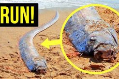 Fish & Natural Disasters: Survival Secrets Disaster Information Hub – Latest Natural Disaster News & Emergency Resources Fish & Natural Disasters: Survival Secrets | Disaster Information Hub – Latest Natural Disaster News & Emergency Resources