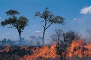 Understanding Wildfires: Natural Disaster or Not? Disaster Information Hub – Latest Natural Disaster News & Emergency Resources Understanding Wildfires: Natural Disaster or Not? | Disaster Information Hub – Latest Natural Disaster News & Emergency Resources