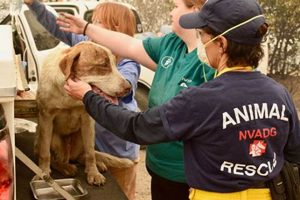 Expert Disaster Animal Response Team Training Guide Disaster Information Hub – Latest Natural Disaster News & Emergency Resources Expert Disaster Animal Response Team Training Guide | Disaster Information Hub – Latest Natural Disaster News & Emergency Resources