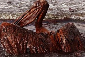 The Worst Oil Disaster in US History: Deepwater Horizon Disaster Information Hub – Latest Natural Disaster News & Emergency Resources The Worst Oil Disaster in US History: Deepwater Horizon | Disaster Information Hub – Latest Natural Disaster News & Emergency Resources