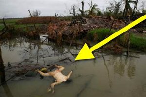 Top 10 Worst Natural Disasters Ever Recorded Disaster Information Hub – Latest Natural Disaster News & Emergency Resources Top 10 Worst Natural Disasters Ever Recorded | Disaster Information Hub – Latest Natural Disaster News & Emergency Resources
