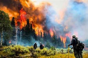 Surviving Disaster America: Preparedness Guide Disaster Information Hub – Latest Natural Disaster News & Emergency Resources Surviving Disaster America: Preparedness Guide | Disaster Information Hub – Latest Natural Disaster News & Emergency Resources