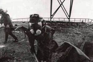 Chernobyl Disaster: A Radioactive Legacy Disaster Information Hub – Latest Natural Disaster News & Emergency Resources Chernobyl Disaster: A Radioactive Legacy | Disaster Information Hub – Latest Natural Disaster News & Emergency Resources
