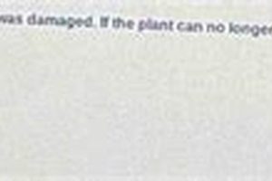 Plant Damage After Natural Disasters: A Guide | Disaster Information Hub – Latest Natural Disaster News & Emergency Resources