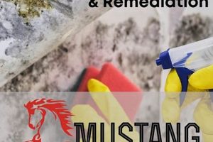 Ford Mustang Accident & Disaster Cleanup Disaster Information Hub – Latest Natural Disaster News & Emergency Resources Ford Mustang Accident & Disaster Cleanup | Disaster Information Hub – Latest Natural Disaster News & Emergency Resources
