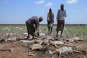 Surviving Drought, Famine &amp; Natural Disasters | Disaster Information Hub – Latest Natural Disaster News & Emergency Resources