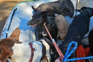 Top Animal Disaster Response Jobs & Careers | Disaster Information Hub – Latest Natural Disaster News & Emergency Resources