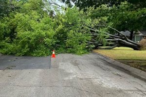 Preparing for Dallas Natural Disasters: A Guide | Disaster Information Hub – Latest Natural Disaster News & Emergency Resources