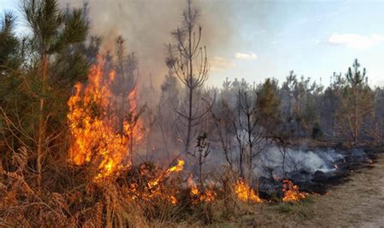 Are Forest Fires Natural Disasters? The Facts | Disaster Information Hub – Latest Natural Disaster News & Emergency Resources