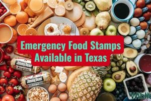 Get TX Disaster SNAP Food Stamps Now | Disaster Information Hub – Latest Natural Disaster News & Emergency Resources
