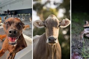 Do Animals Predict Natural Disasters? | Disaster Information Hub – Latest Natural Disaster News & Emergency Resources