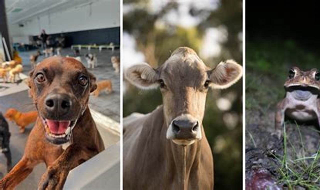 Do Animals Predict Natural Disasters? | Disaster Information Hub – Latest Natural Disaster News & Emergency Resources