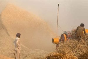 Prevent Grain Dust Explosions: Safety Guide Disaster Information Hub – Latest Natural Disaster News & Emergency Resources Prevent Grain Dust Explosions: Safety Guide | Disaster Information Hub – Latest Natural Disaster News & Emergency Resources