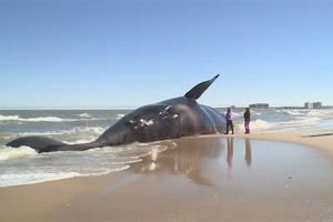 Virginia Beach Whale Disaster: Causes & Impacts Disaster Information Hub – Latest Natural Disaster News & Emergency Resources Virginia Beach Whale Disaster: Causes & Impacts | Disaster Information Hub – Latest Natural Disaster News & Emergency Resources