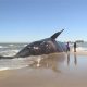 Virginia Beach Whale Disaster: Causes & Impacts | Disaster Information Hub – Latest Natural Disaster News & Emergency Resources
